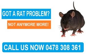 Rat Exterminator Northern Suburbs of Melbourne