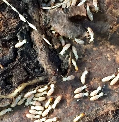 Termite Control In Greater Melbourne