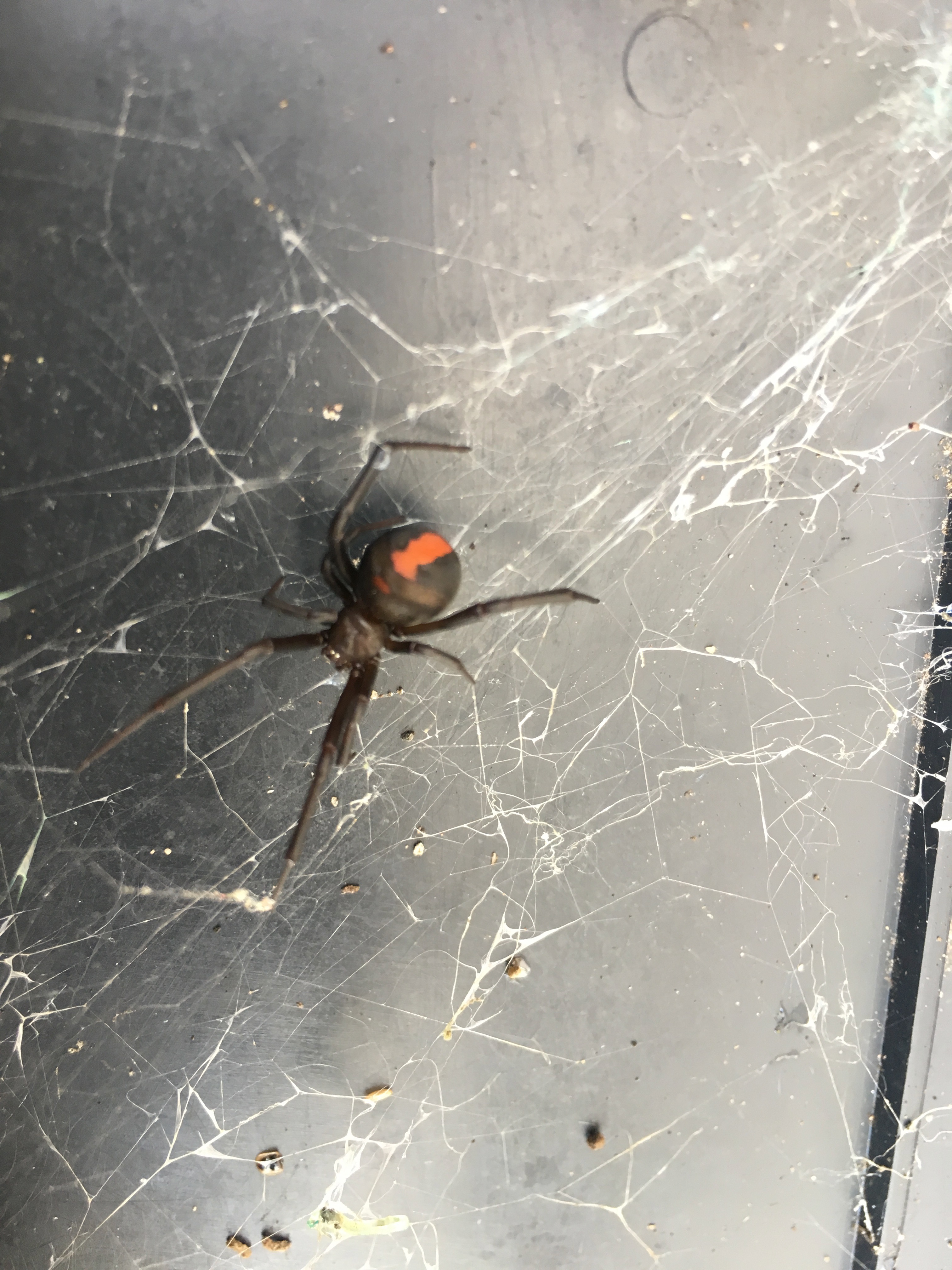 Redback Spider/Pest Control Melbourne