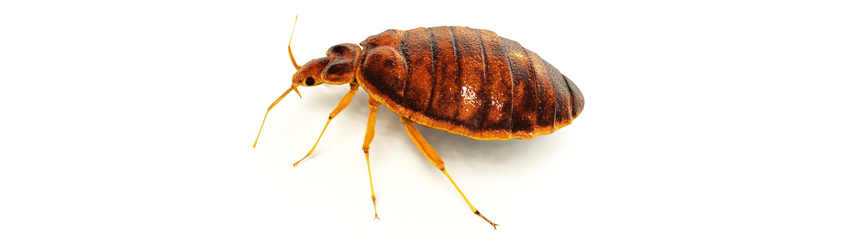 Bed Bugs Control Melbourne